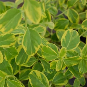 Thumbnail of the Emerald N Gold Euonymus