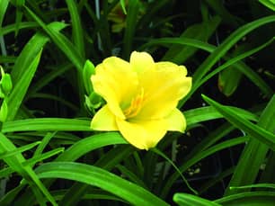 Thumbnail of the Happy Returns Daylily