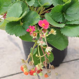 Thumbnail of the Tristan Everbearing Strawberry