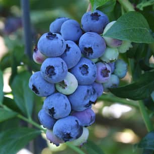 Thumbnail of the Lowbush Blueberry