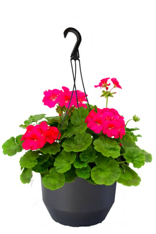 Thumbnail of the Annual 10" Hanging Baskets