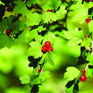 Thumbnail of the ALPINE CURRANT