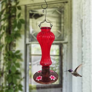 Thumbnail of the Angelo Décor® Glass Hummingbird Feeder 520 ml