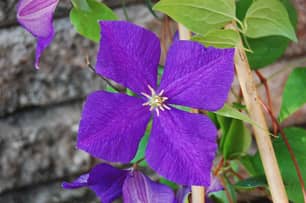 Thumbnail of the Clematis Triple Mix E