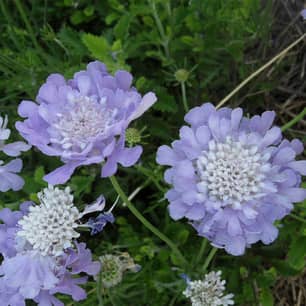 Thumbnail of the Butterfly Blue Pincushion Flow