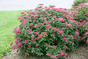 Thumbnail of the Double Play® Red Spirea