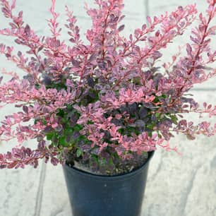 Thumbnail of the Rose Glow Barberry