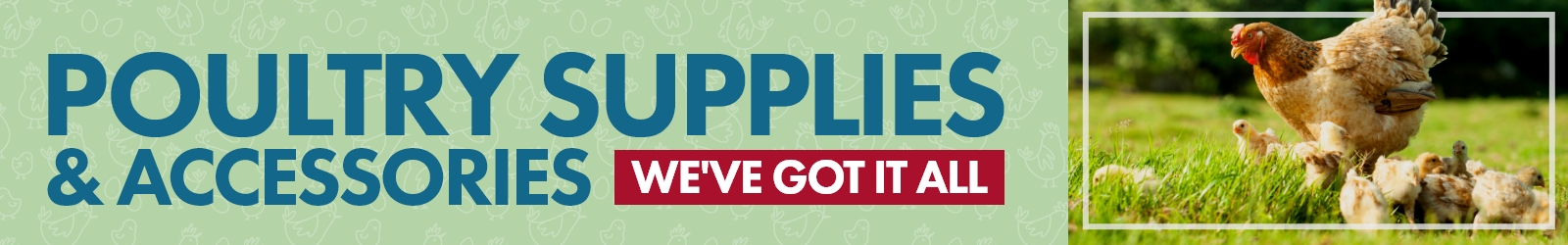 Shop now for chicks, poultry supplies & accessories. We've got it all!