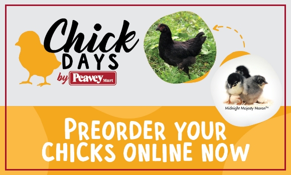 Preorder your chicks online now - chickdays.ca
