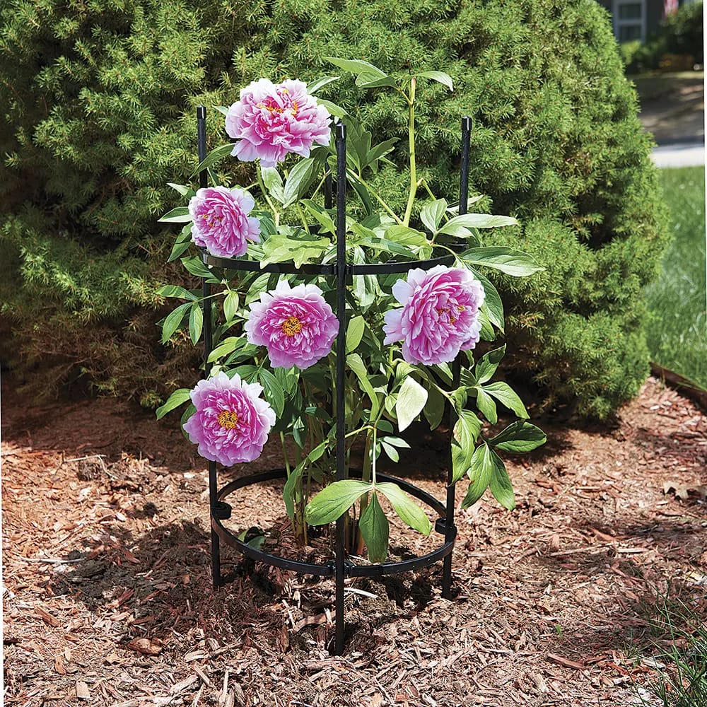 Tiller & Rowe Small Titan Peony 2-Ring Plant Support, 30"