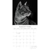 image Cat Portraits 2026 Wall Calendar Third Alternate Image