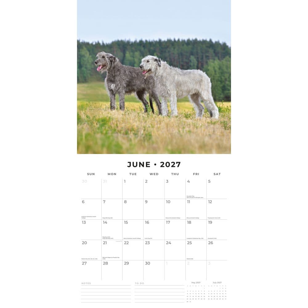 Irish Wolfhounds 2027 Wall Calendar Second Alternate Image