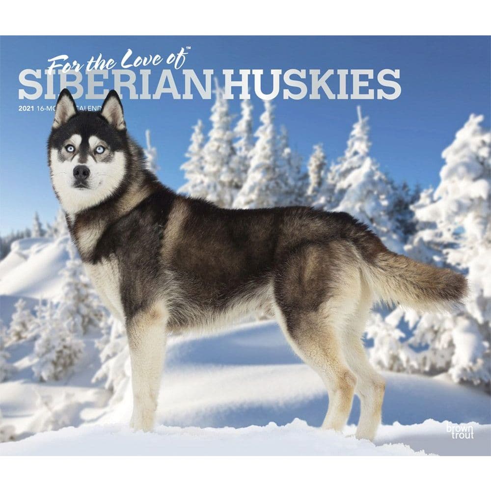 Siberian Huskies Deluxe Wall Calendar
