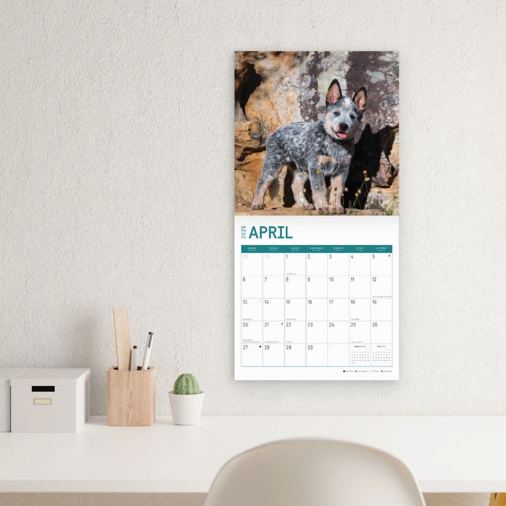 Australian Cattle Dogs 2025 Wall Calendar Third Alternate Image width="1000" height="1000"