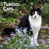 image Tuxedo Cats 2024 Wall Calendar Main Product Image width=&quot;1000&quot; height=&quot;1000&quot;