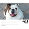 image Just Bulldogs 2025 Desk Calendar Second Alternate Image