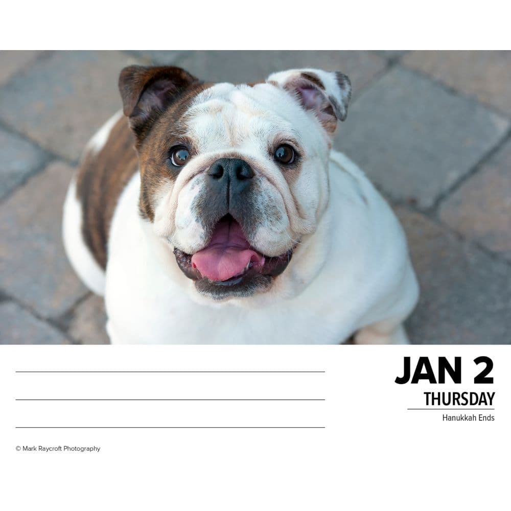 Just Bulldogs 2025 Desk Calendar Second Alternate Image