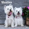 image West Highland White Terriers  2024 Wall Calendar Main Image