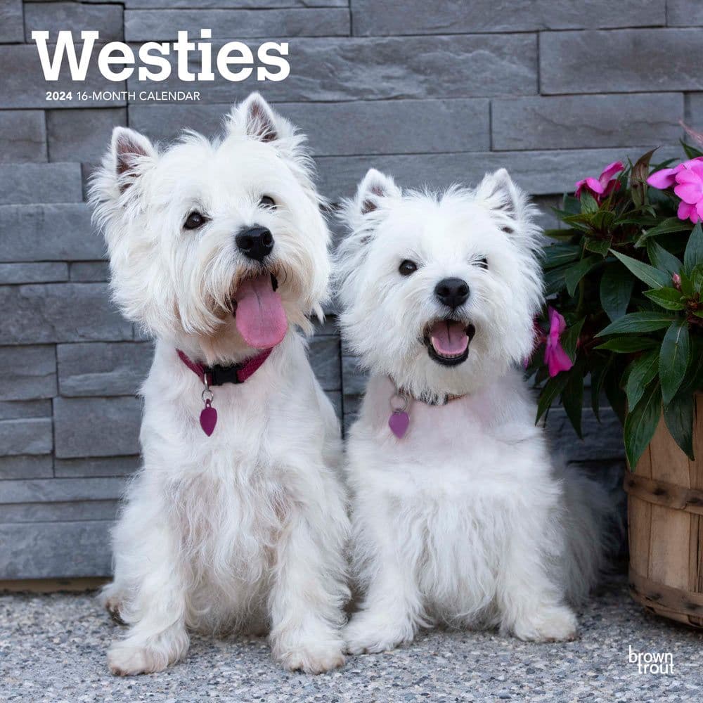 West Highland White Terriers 2024 Wall Calendar