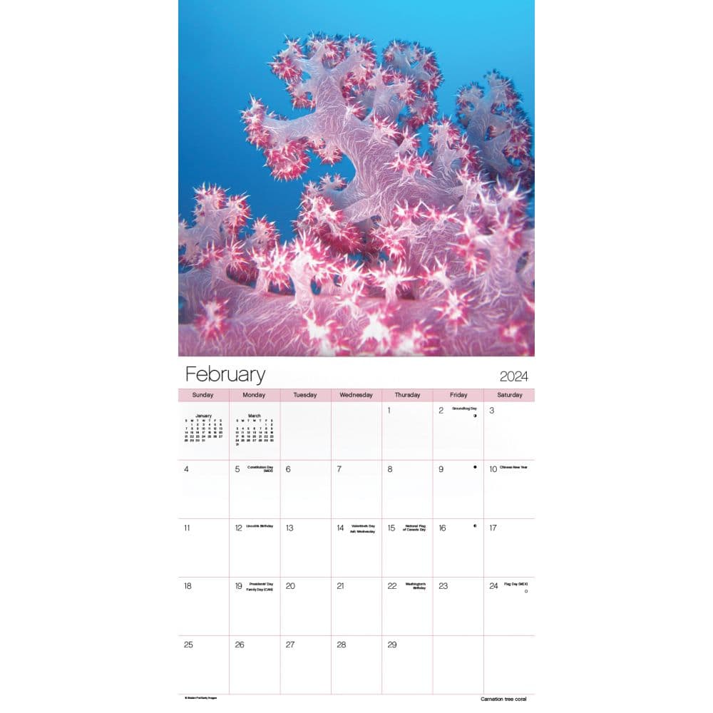 Ocean Life 2024 Wall Calendar Alternate Image 4