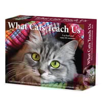 image What Cats Teach Us 2026 Desk Calendar Main Product Image