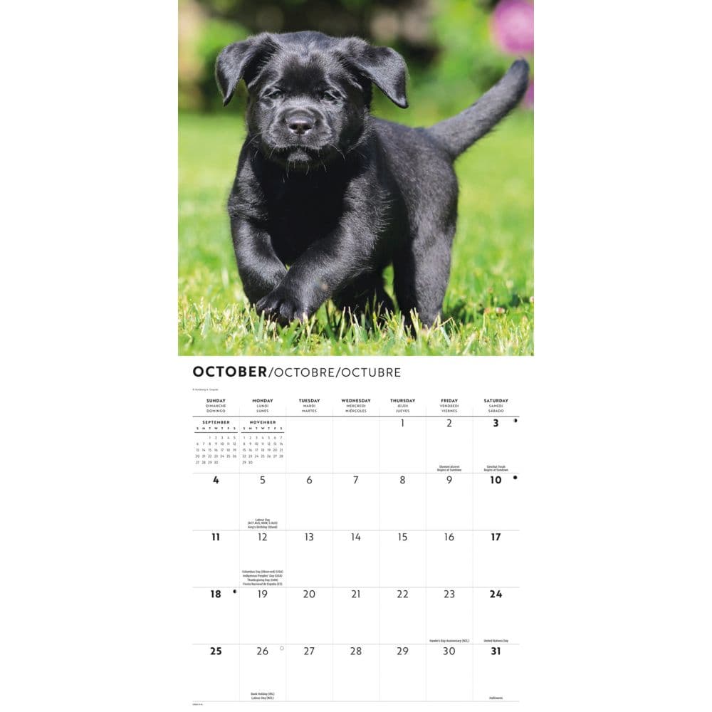 Black Lab Retriever Puppies 2026 Wall Calendar Fourth Alternate Image