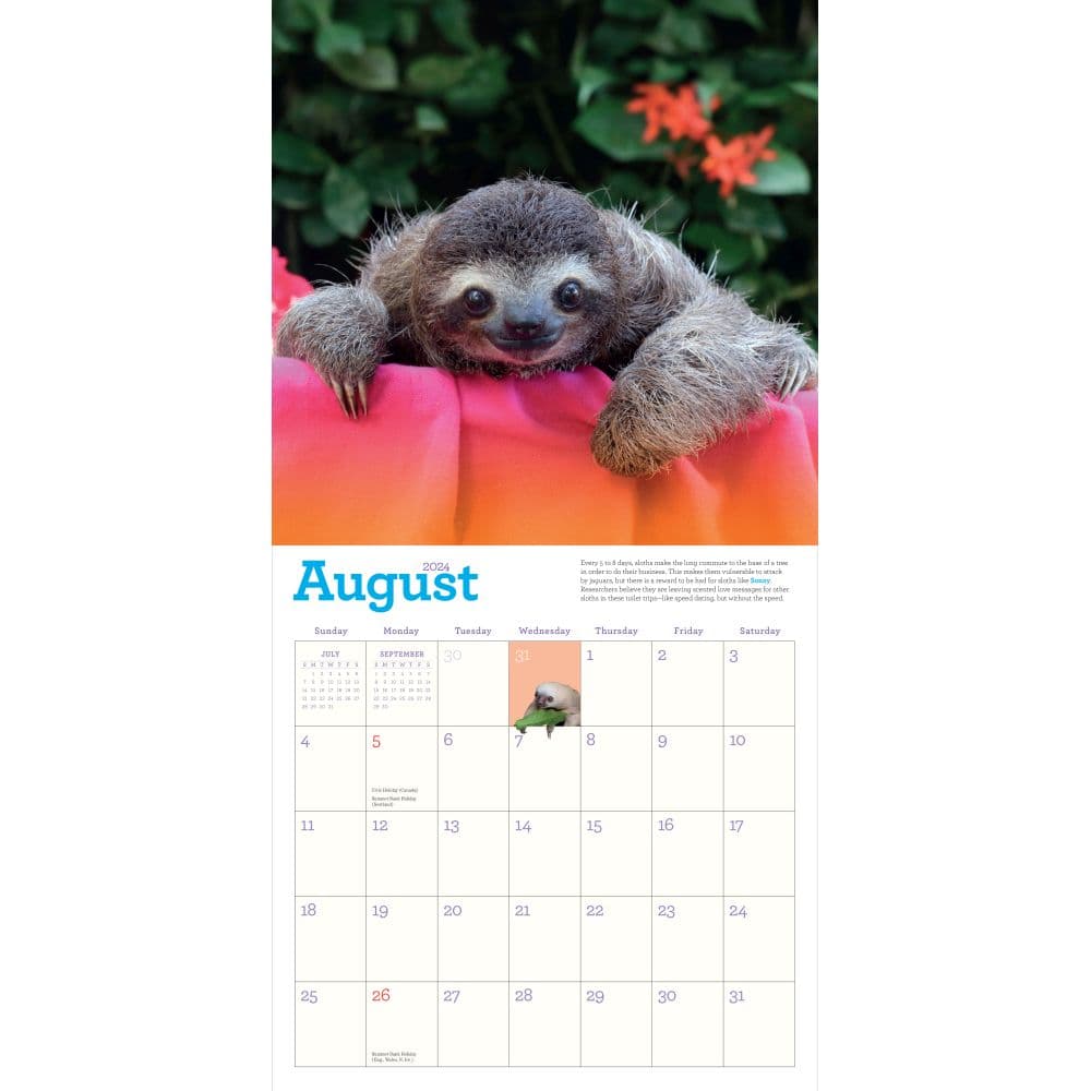 Hanging With Sloths 2024 Wall Calendar Alternate Image 2