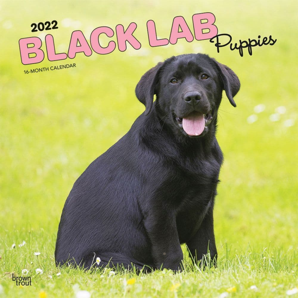 Black Lab Retriever Puppies 2022 Mini Wall Calendar