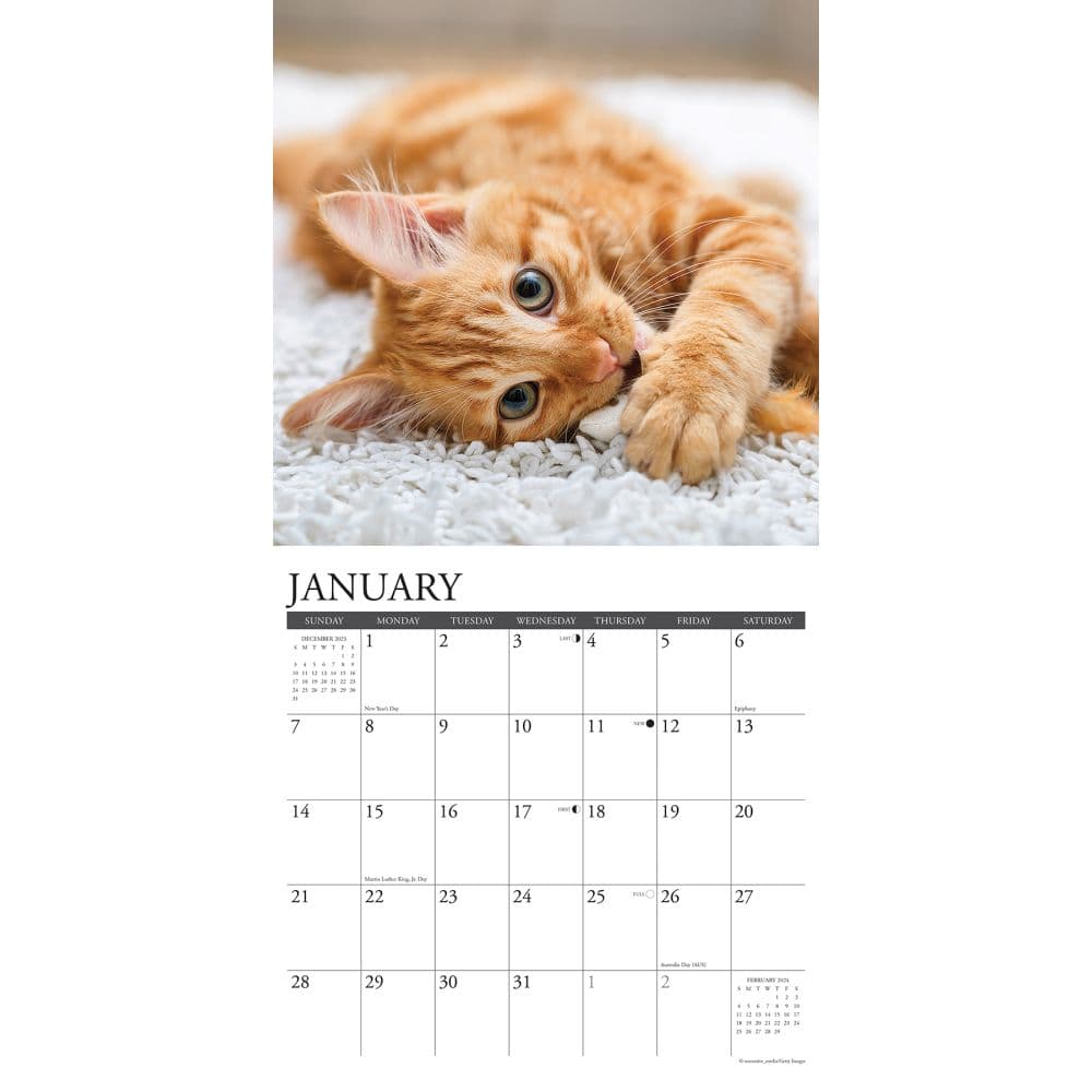 Ginger Cats 2024 Wall Calendar - Calendars.com