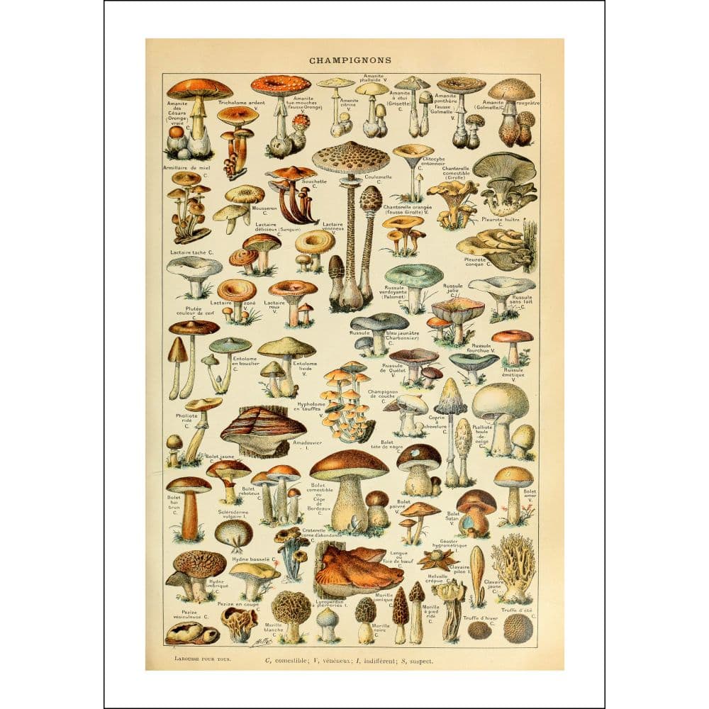 Mushroom Poster 2024 Wall Calendar Sixth Alternate Image width=&quot;1000&quot; height=&quot;1000&quot;