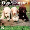 image Dogs And Puppies 2026 Desk Calendar_ALT1