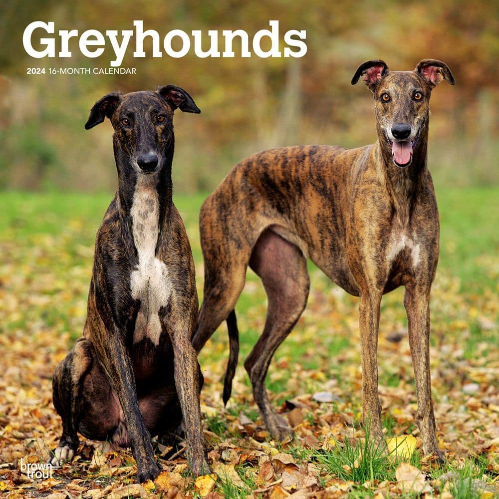 Greyhounds 2024 Wall Calendar