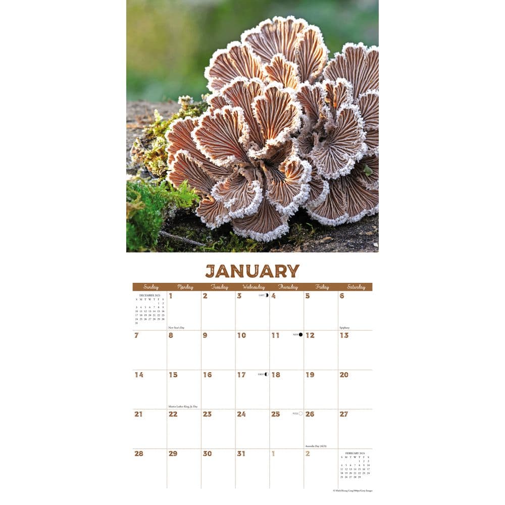 Mushroom Art 2024 Wall Calendar