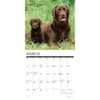 image Just Chocolate Labs 2026 Wall Calendar Second Alternate Image