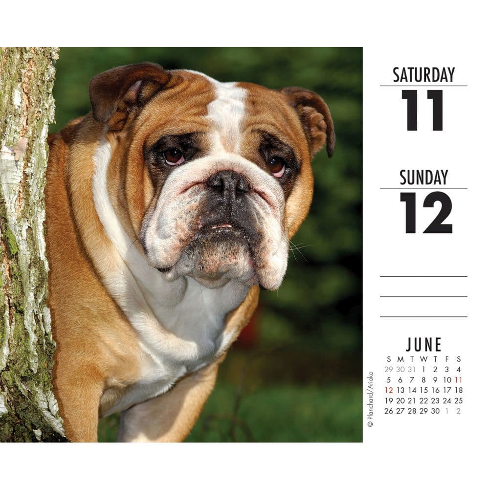 Bulldog Schedule 2022 Just Bulldogs 2022 Desk Calendar - Calendars.com