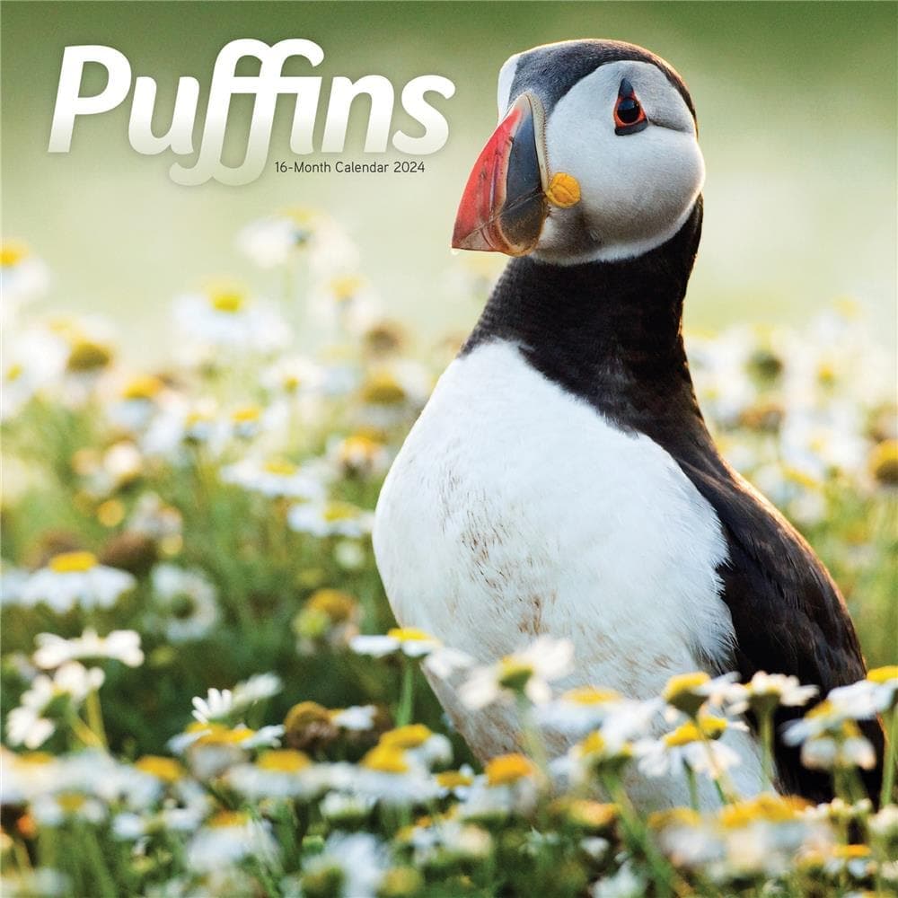 Puffins 2024 Wall Calendar Main Product Image width=&quot;1000&quot; height=&quot;1000&quot;