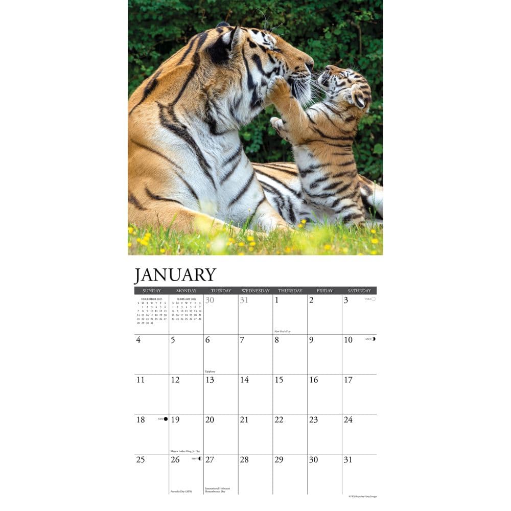 Tigers 2026 Wall Calendar Second Alternate Image