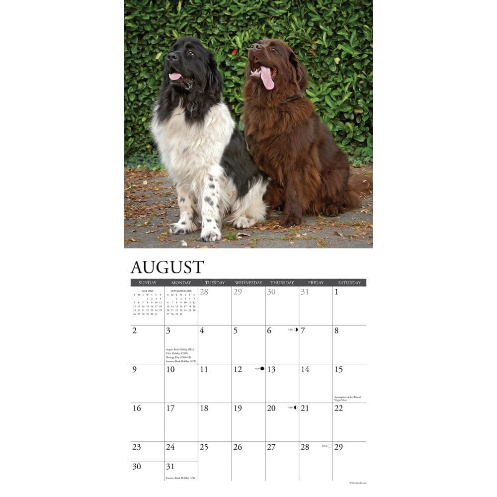 Just Newfoundlands 2026 Wall Calendar Second Alternate Image
