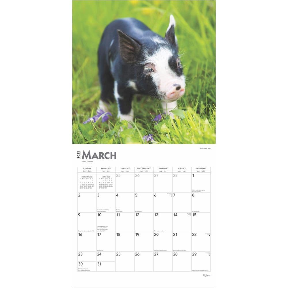 Piglets 2025 Wall Calendar Second Alternate Image