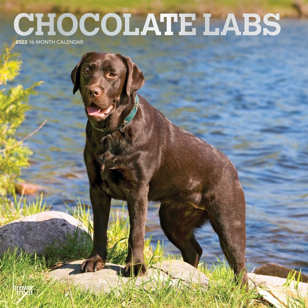 Lab Retriever Chocolate 2022 Wall Calendar