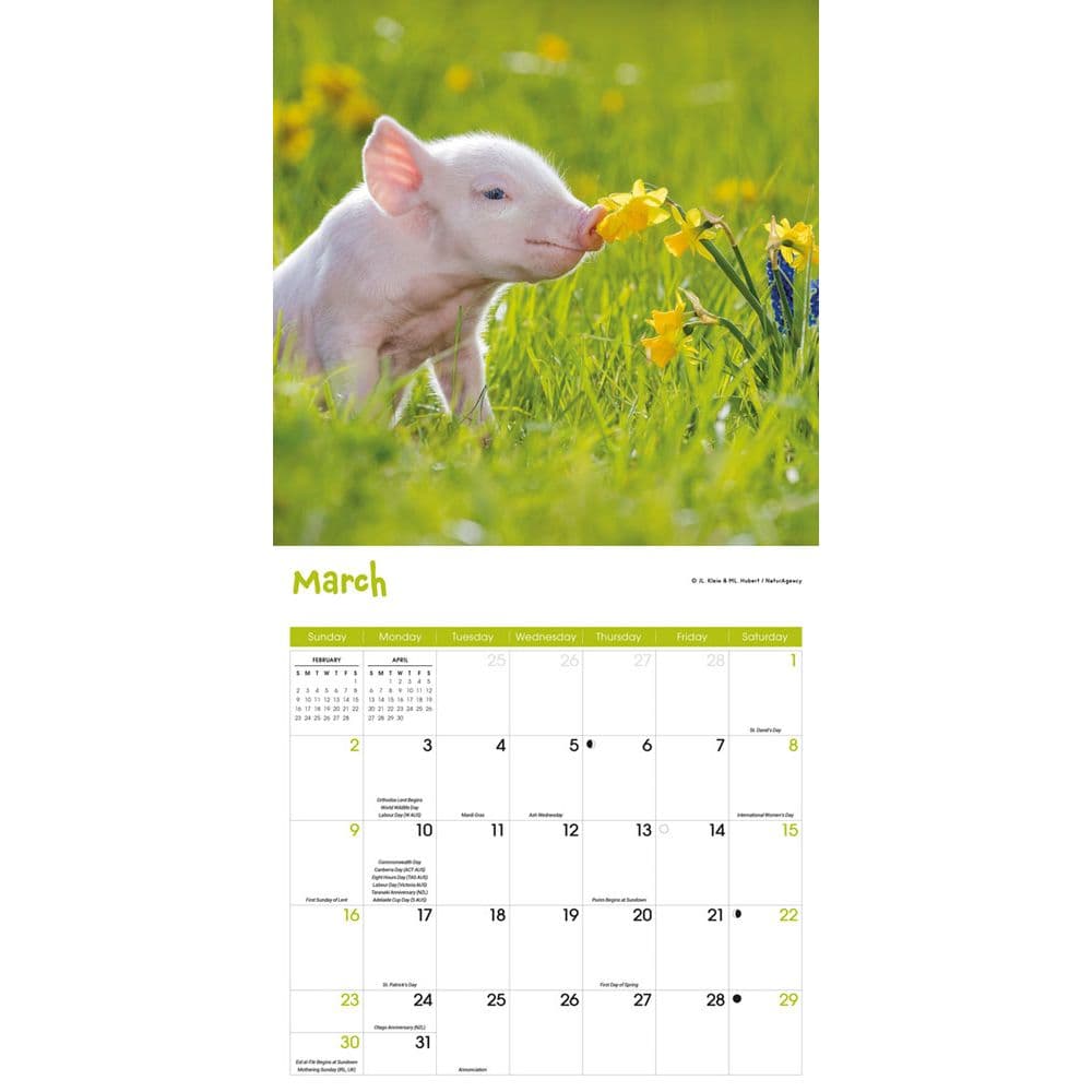 Mini Pigs 2025 Wall Calendar