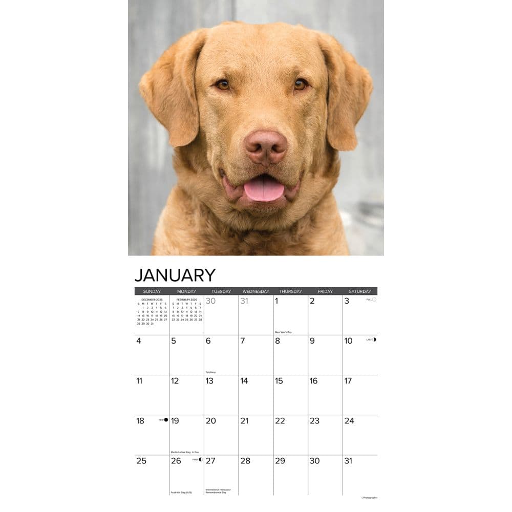 Just Chesapeake Bay Retrievers 2026 Wall Calendar Second Alternate Image
