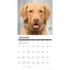 image Just Chesapeake Bay Retrievers 2026 Wall Calendar Second Alternate Image