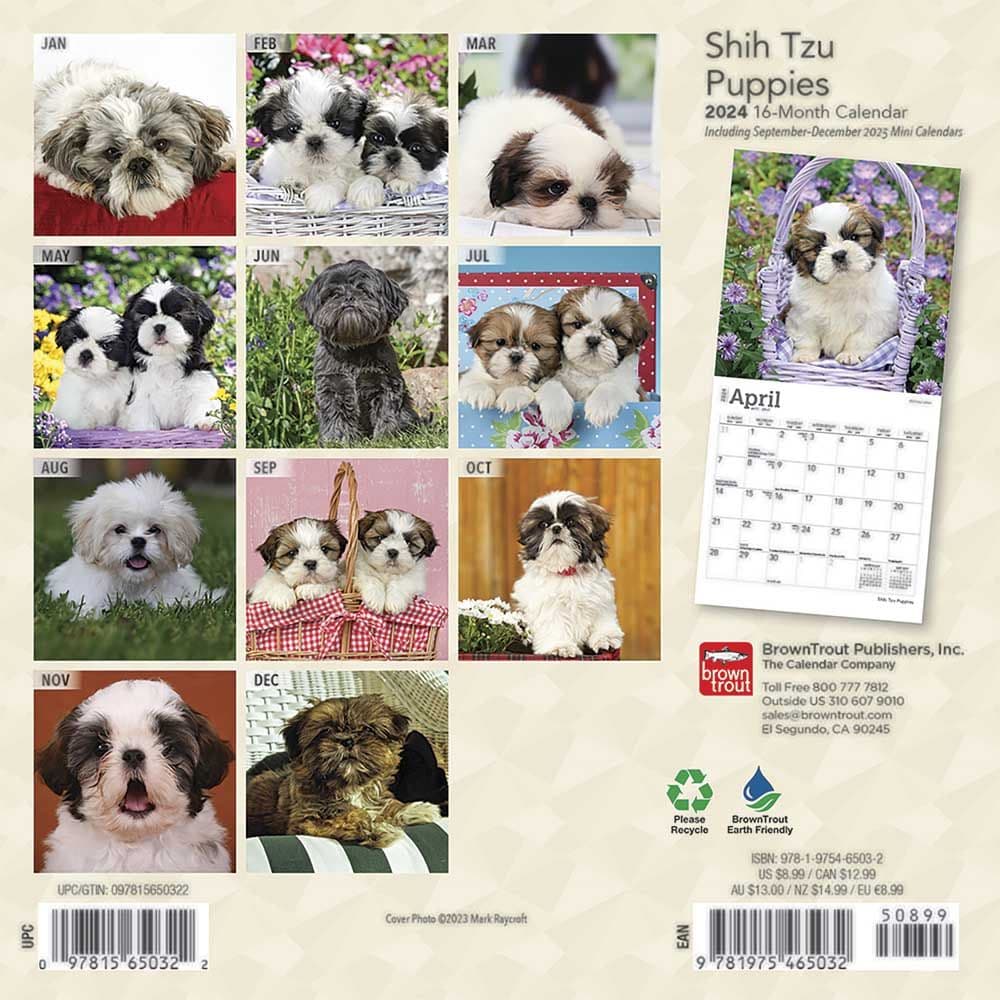 Shih Tzu Puppies 2024 Mini Wall Calendar