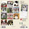 image Shih Tzu Puppies 2024 Mini Wall Calendar Alternate Image 1