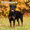 image Rottweilers 2024 Wall Calendar Main Product Image width=&quot;1000&quot; height=&quot;1000&quot;