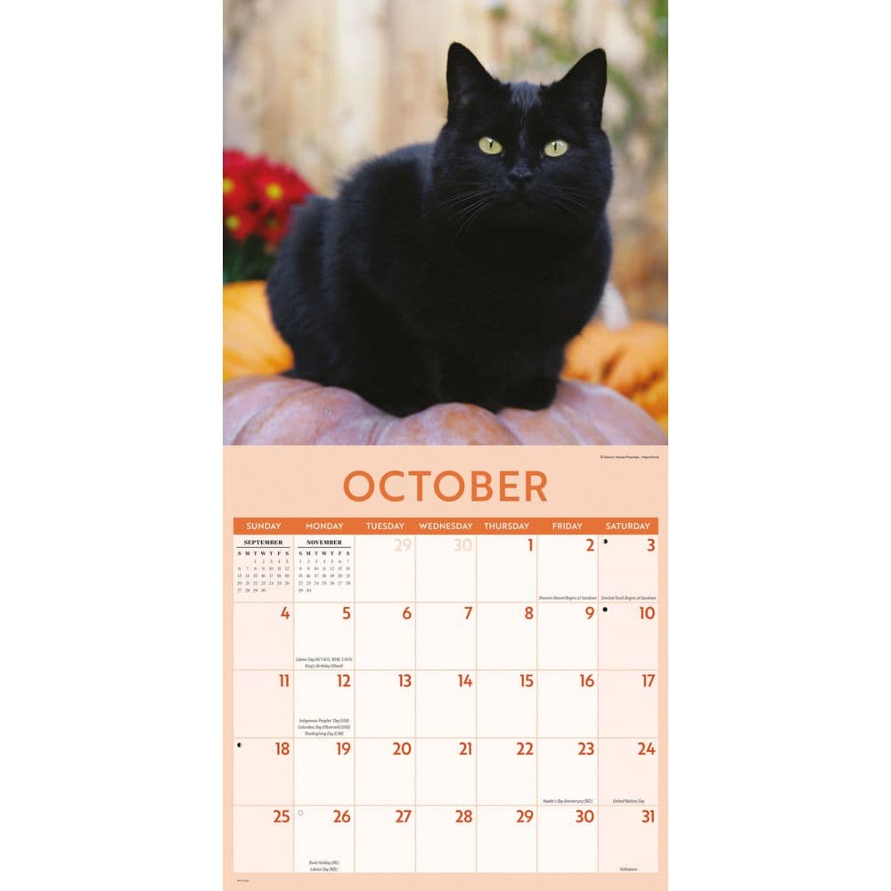 Black Cats 2026 Wall Calendar Fourth Alternate Image