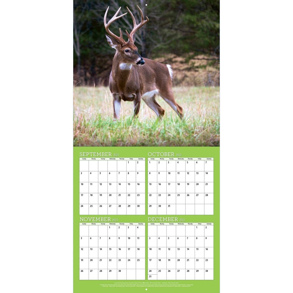 White Tailed Deer 2024 Wall Calendar Bonus Grid View