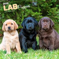 image Lab Retriever Puppies 2026 Wall Calendar