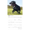 image Black Lab Retriever 2026 Wall Calendar Second Alternate Image